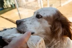 Foto 13 - Fotos y video: Un amor que hay que vivir para entender