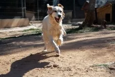 Foto 12 - Fotos y video: Un amor que hay que vivir para entender