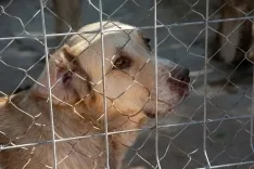 Foto 11 - Fotos y video: Un amor que hay que vivir para entender