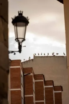 Las cigüeñas toman los cielos de Soria. Viksar Fotografía