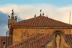Las cigüeñas toman los cielos de Soria. Viksar Fotografía