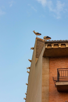 Las cigüeñas toman los cielos de Soria. Viksar Fotografía