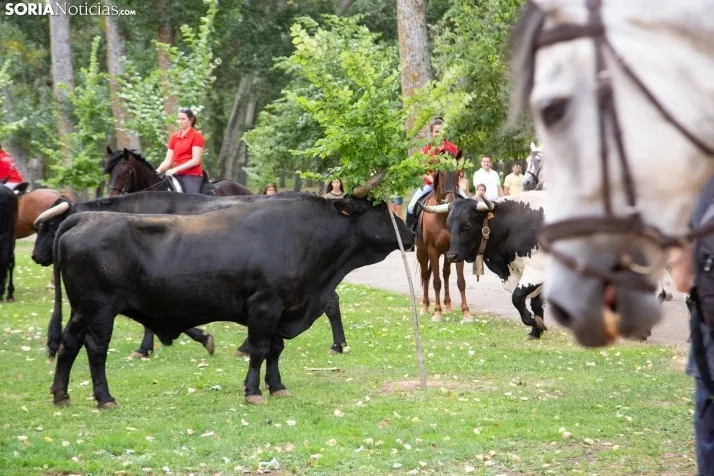 Feria Andaluza Almazán