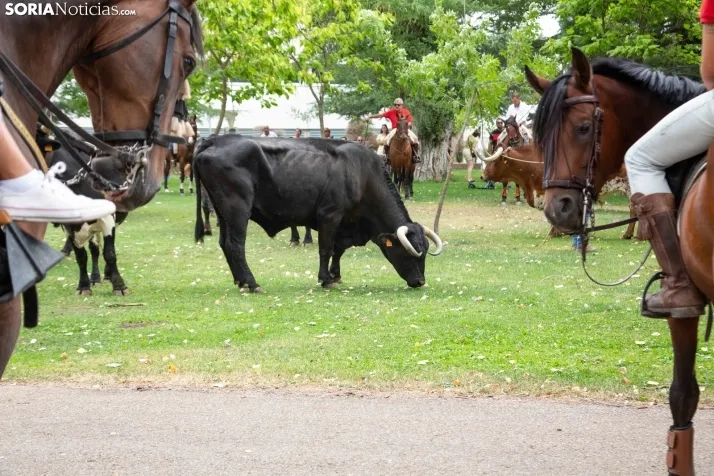Feria Andaluza Almazán