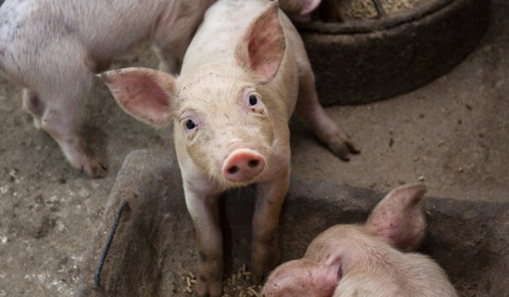 APORSO organiza una nueva jornada sobre obligaciones medioambientales para el sector porcino de Soria