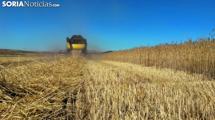 Soria podría reducir notablemente su producción de cereal el año que viene