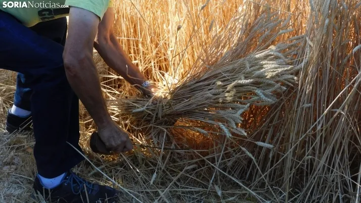 Siega Tradicional 2022 en Nepas. /SN