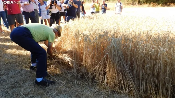 Siega Tradicional 2022 en Nepas. /SN