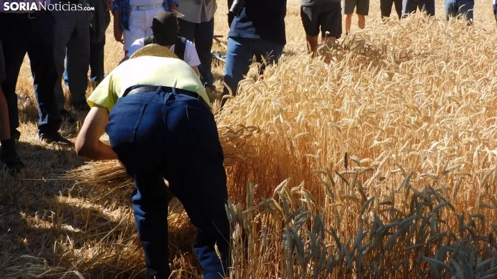 Siega Tradicional 2022 en Nepas. /SN