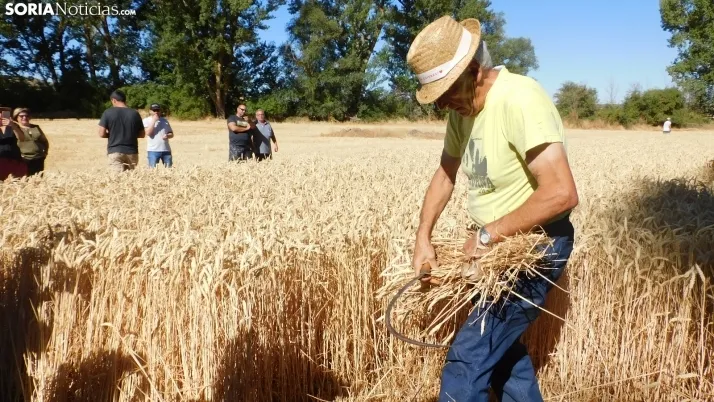 Siega Tradicional 2022 en Nepas. /SN