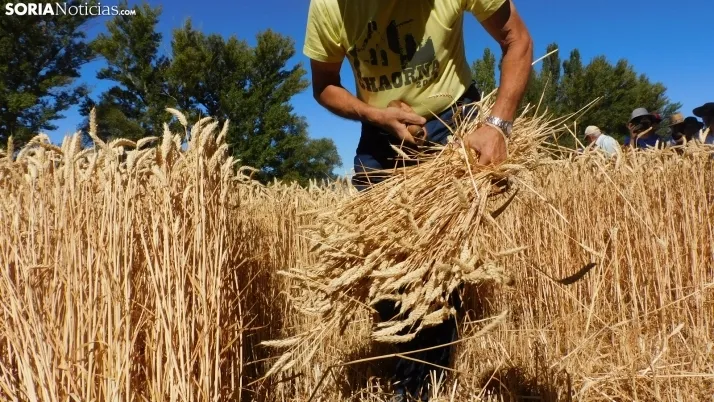 Siega Tradicional 2022 en Nepas. /SN