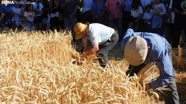 Siega Tradicional 2022 en Nepas. /SN