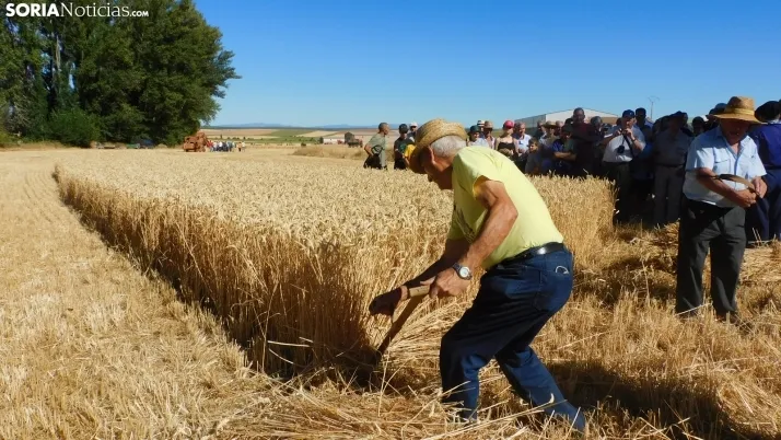 Siega Tradicional 2022 en Nepas. /SN