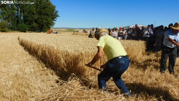 Siega Tradicional 2022 en Nepas. /SN