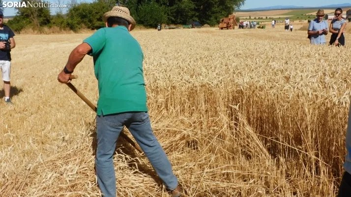 Siega Tradicional 2022 en Nepas. /SN