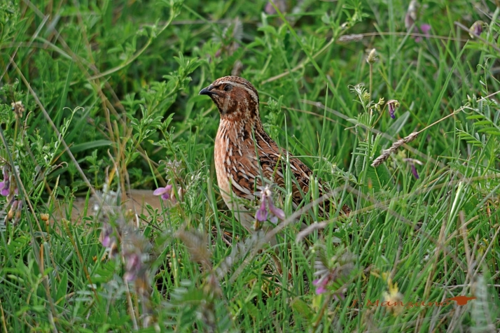 La Federación de Caza de Soria anima a los cazadores a recoger muestras de codornices 