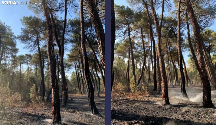 Fuego en el pinar de Tejerizas en Almazán