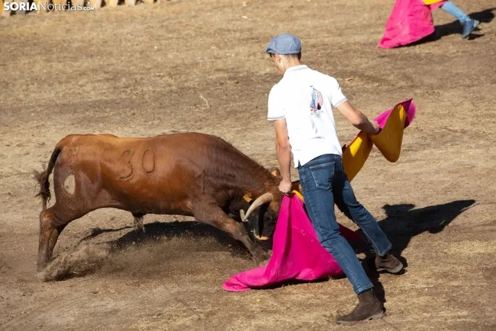 Becerrada en Vinuesa