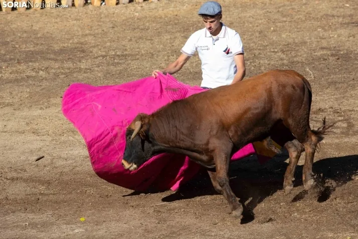 Becerrada en Vinuesa