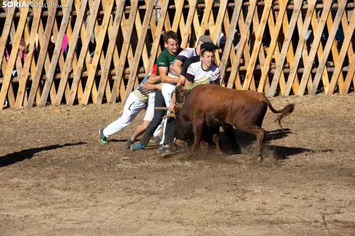 Becerrada en Vinuesa