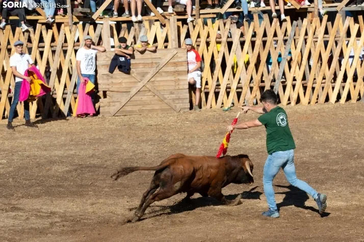 Becerrada en Vinuesa