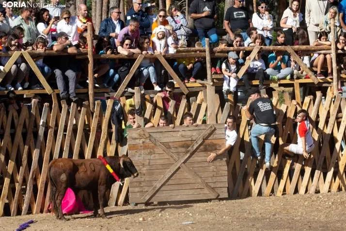 Becerrada en Vinuesa