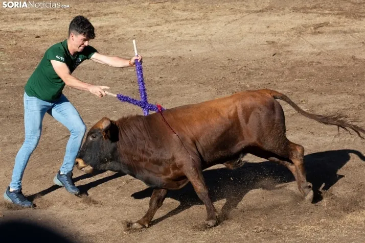 Becerrada en Vinuesa