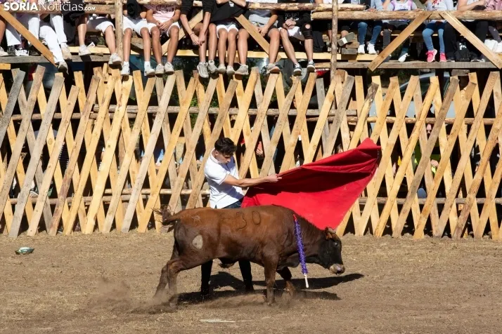 Becerrada en Vinuesa