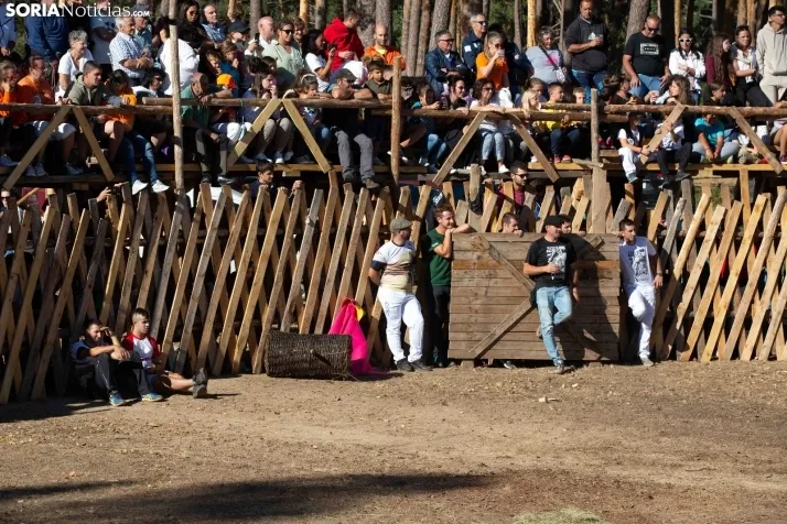Becerrada en Vinuesa