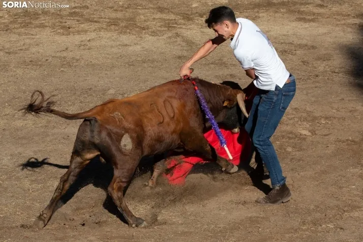 Becerrada en Vinuesa