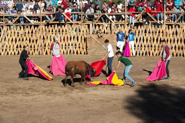 Becerrada en Vinuesa