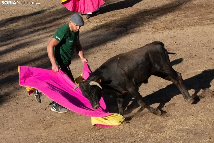 Becerrada en Vinuesa