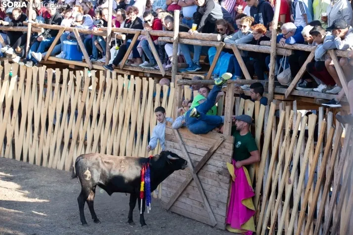 Becerrada en Vinuesa
