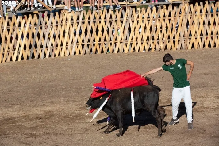 Becerrada en Vinuesa