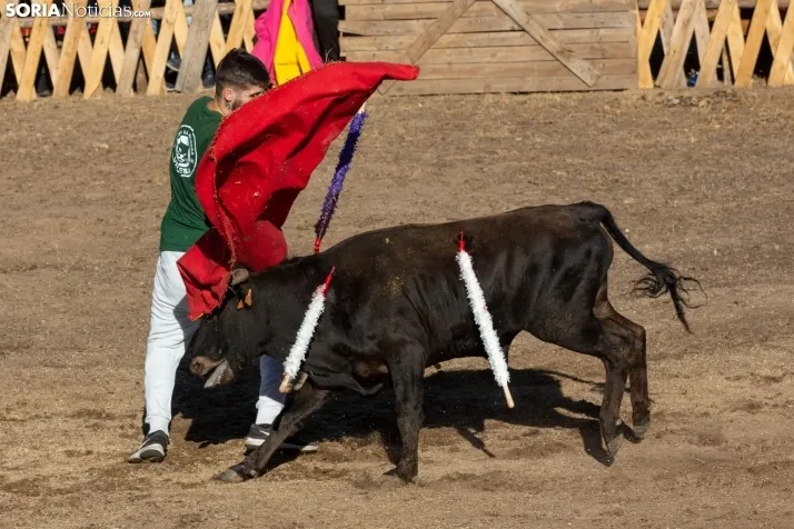 Becerrada en Vinuesa