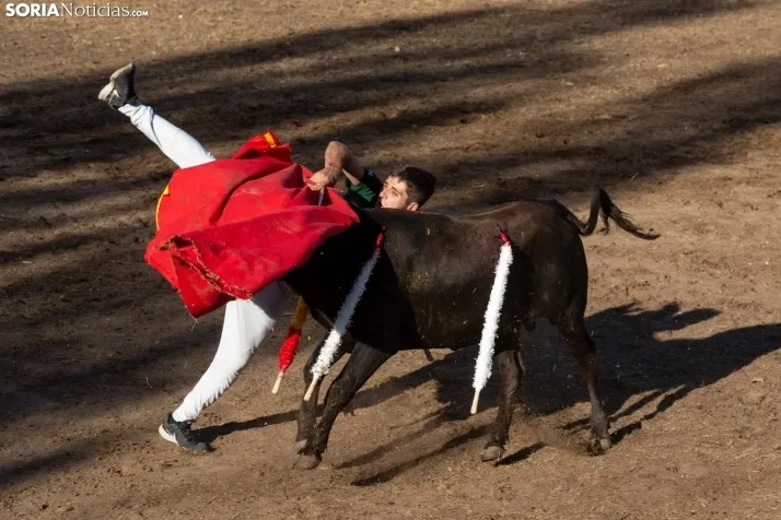 Becerrada en Vinuesa