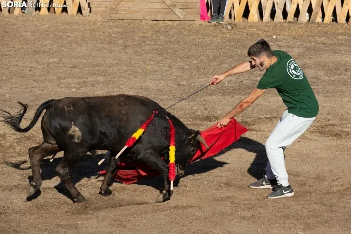 Becerrada en Vinuesa