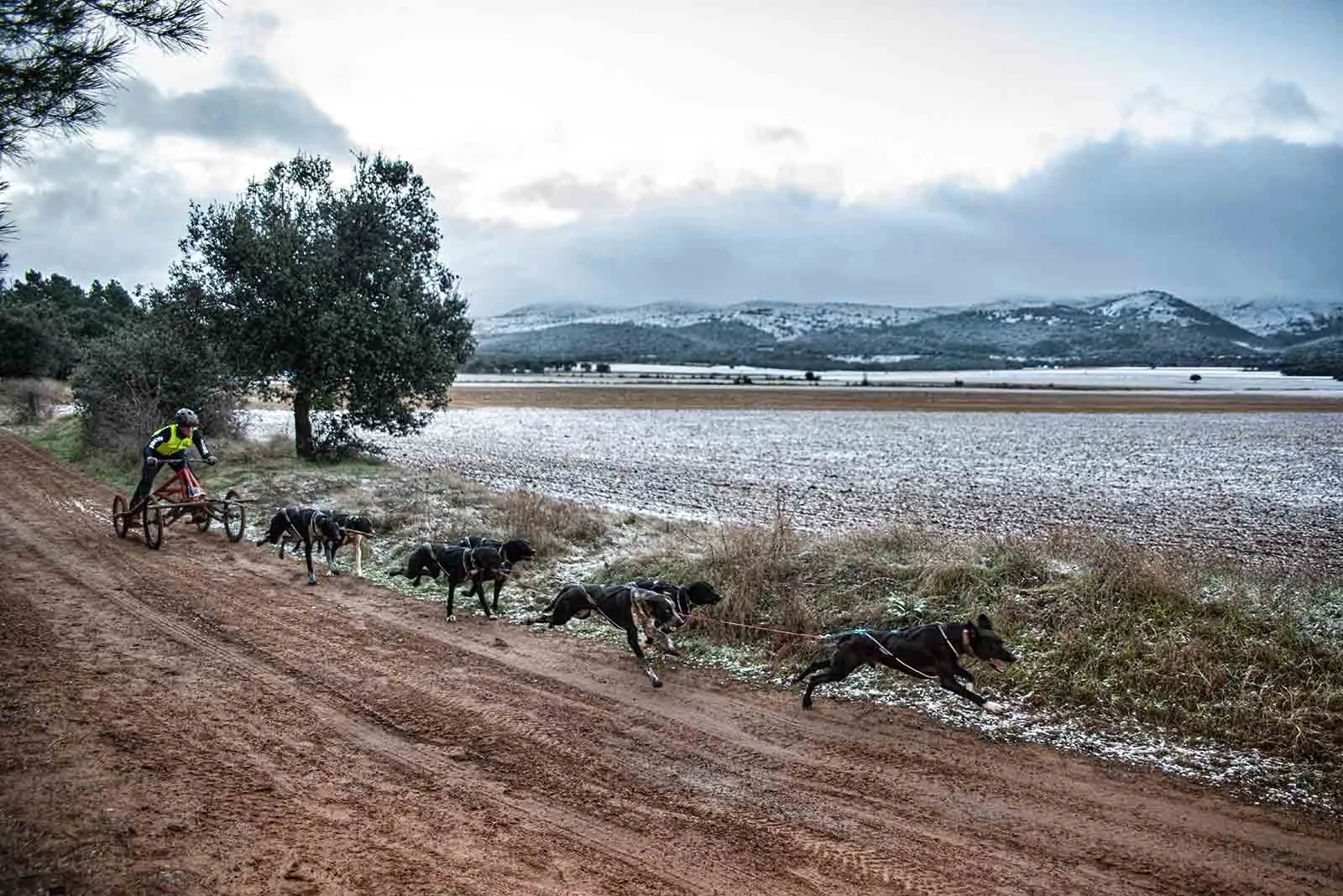 Foto 2 - Tres sorianos, al Europeo de mushing sobre tierra 
