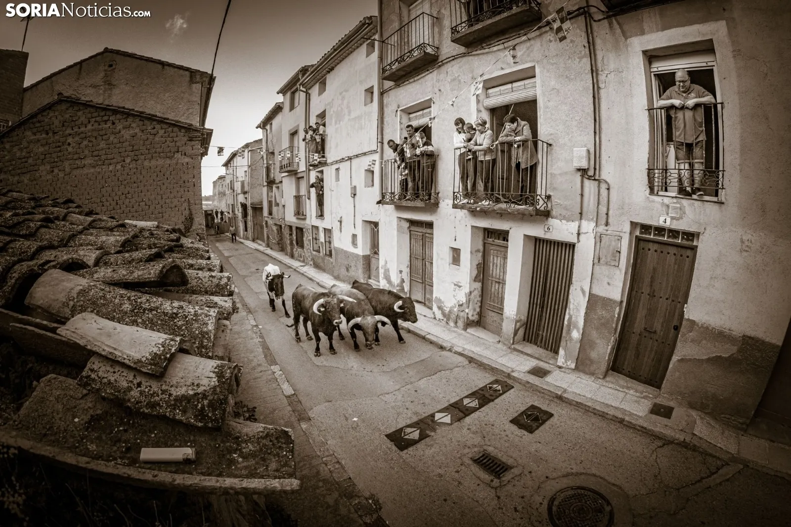 Encierro en Deza esta mañana./ Viksar Fotografía.