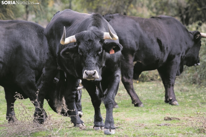 Diputación estudia una línea de ayudas para el mantenimiento de la raza Serrana Negra