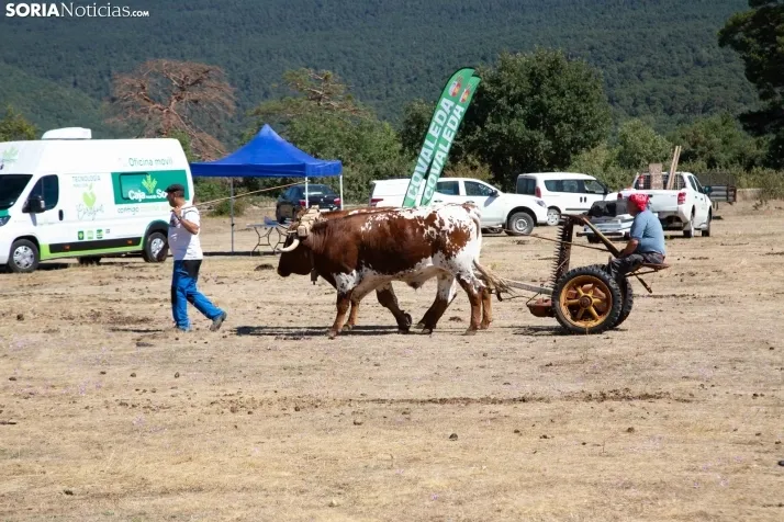Feria Ganadera de Covaleda