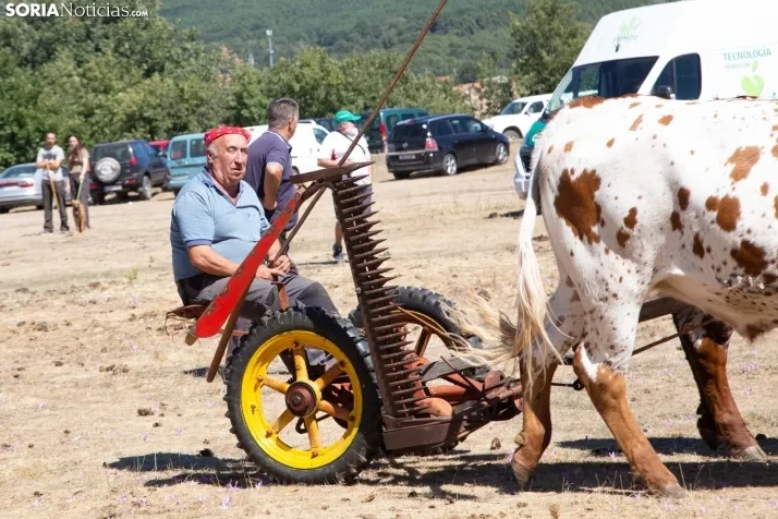 Feria Ganadera de Covaleda