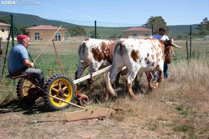Feria Ganadera de Covaleda