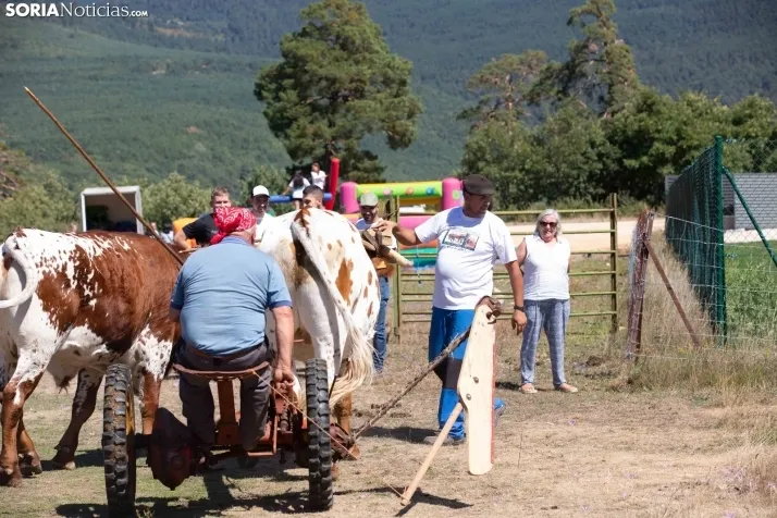 Feria Ganadera de Covaleda