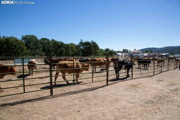 Feria Ganadera de Covaleda