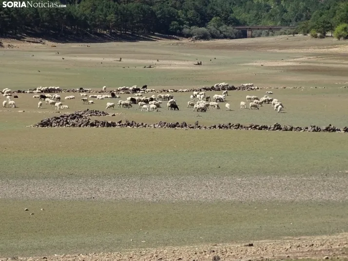 Una imagen del embalse ahora en Vinuesa. /SN
