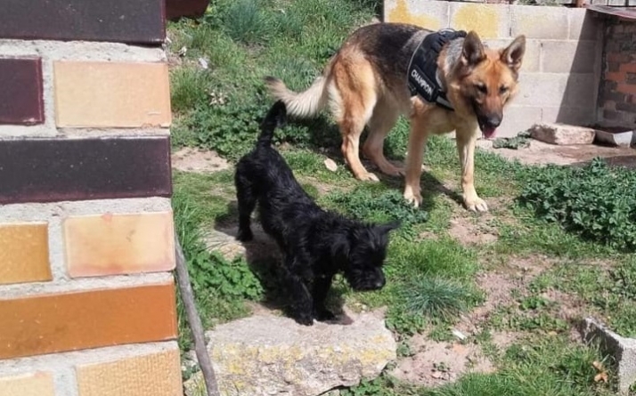 Se busca a Tobi y Canela, perdidos en Soria