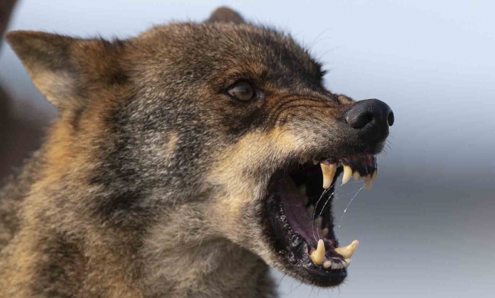 Castilla y León, Asturias, Cantabria y Galicia informan a la UE sobre el conflicto por los daños del lobo a la ganadería
