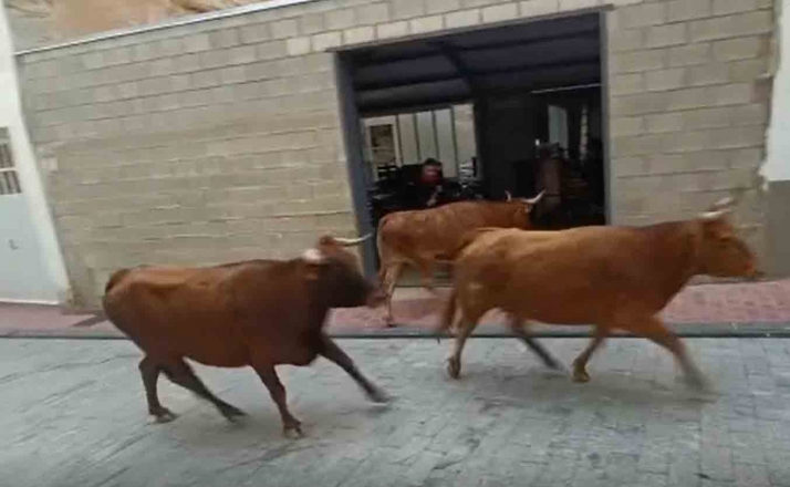 VIDEO | Una vaquilla la lía en el encierro de Ólvega