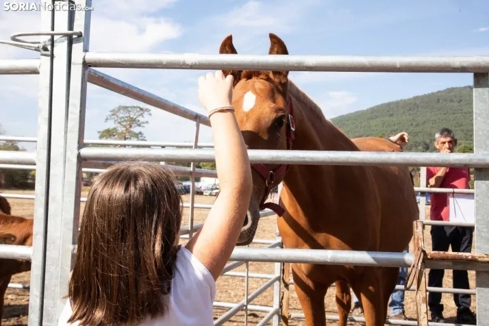 Feria Ganadera de Vinuesa: 31 edición